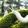Albino_slug
